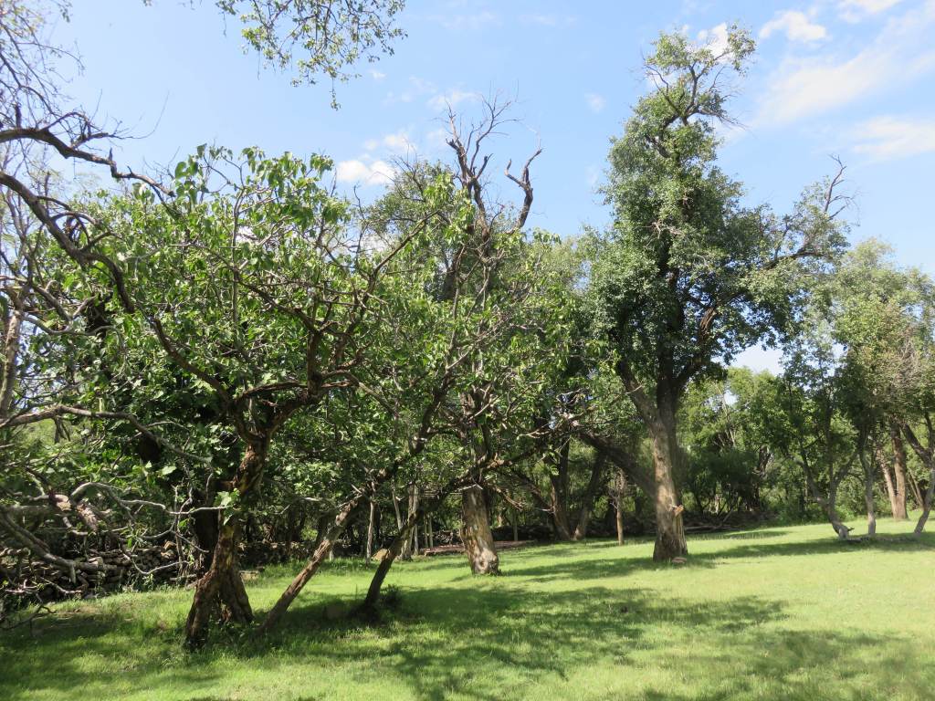 Doornkloof the garden